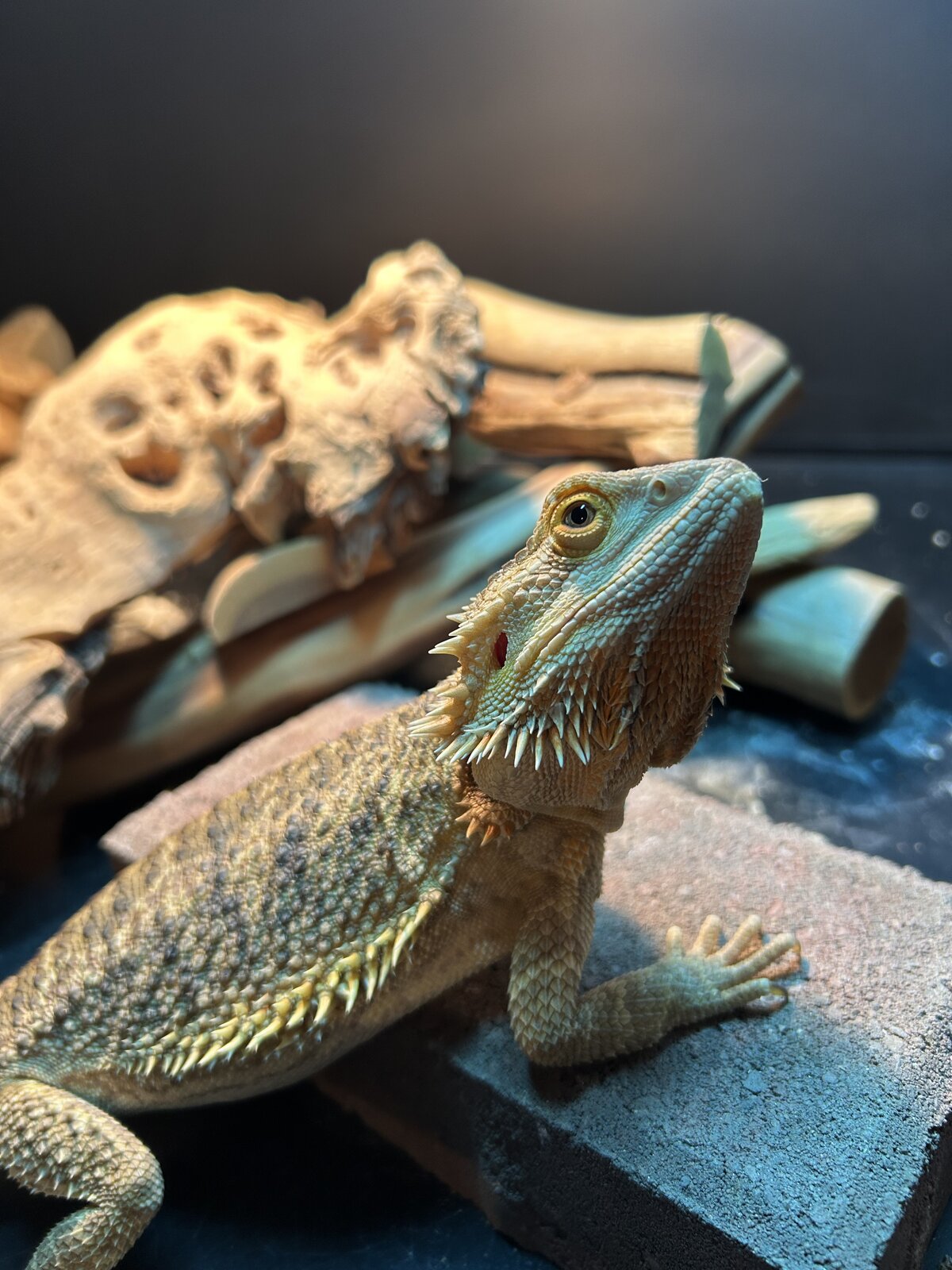 Spike