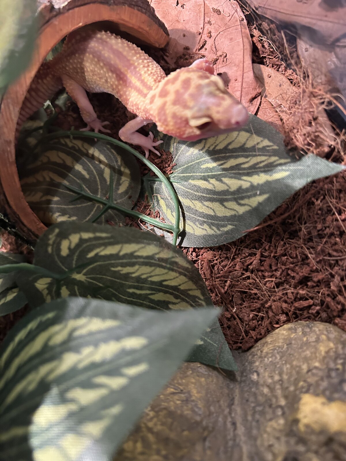 Luna